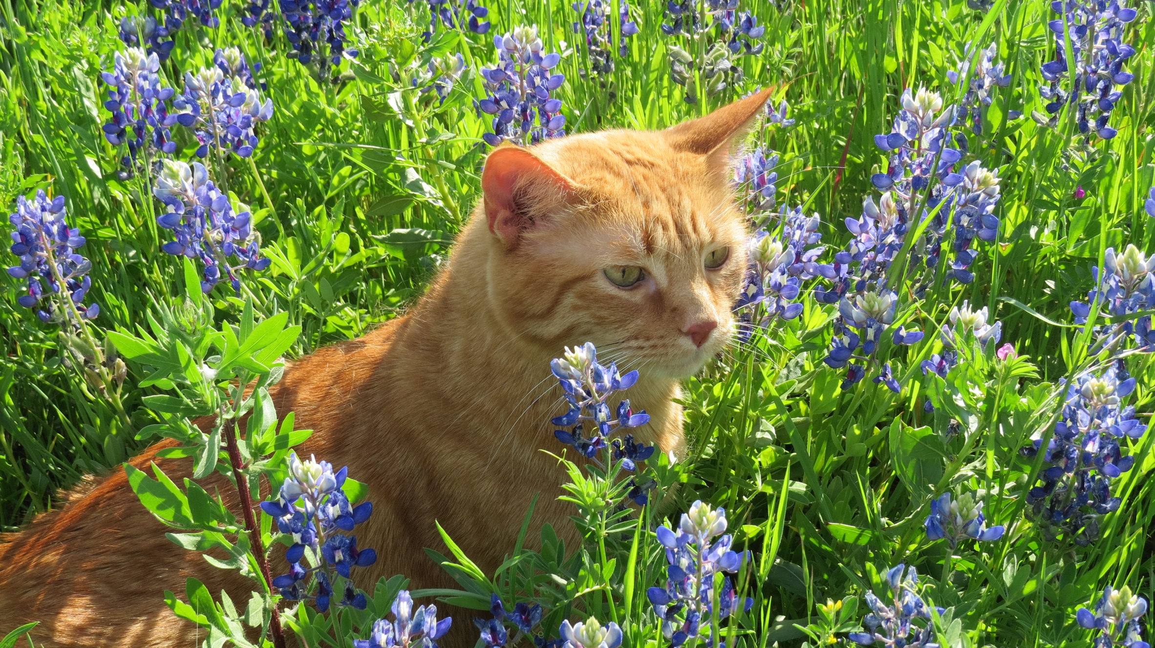 Nipper in Blue Bonnets